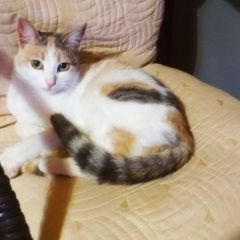 Фото: пропала кошка «Пропала кошка трёхцветн, хвост серо-черн....» в г. Белозёрский